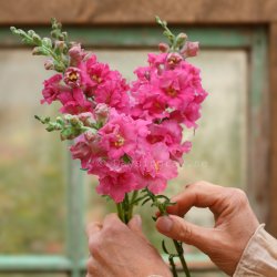 Lejongap Antirrhinum majus Madame Butterfly Rose