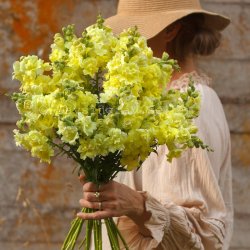 Lejongap Antirrhinum majus Madame Butterfly Yellow