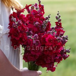 Snapdragon Antirrhinum Majus Madame Butterfly Red