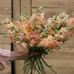 Snapdragon Antirrhinum majus SNAPSTAR CHAMPAGNE