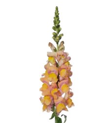 Lejongap Antirrhinum majus Toulon Apricot V