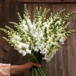 Snapstar Antirrhinum majus Toulon White