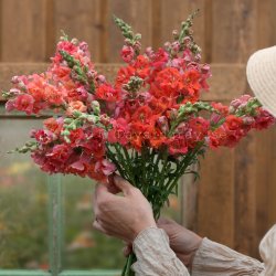 Lejongap Antirrhinum majus madame butterfly bronze