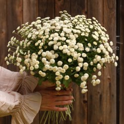 Tanacetum parthenium Baya