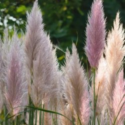 Pampasgräs Cortaderia selloana Pink Feathers