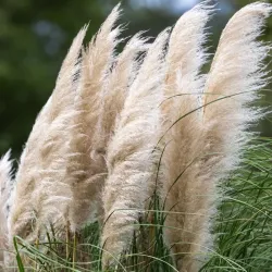 Pampasgräs Cortaderia selloana White Feathers