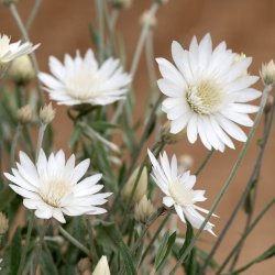 Pappersblomster Xeranthemum annuum Superbissimum Album