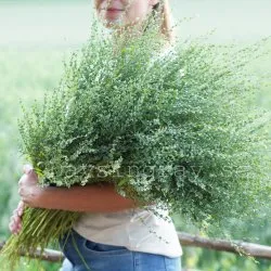 Persian Cress Lepidium sativium cress bukettkrasse trädgårdskrasse
