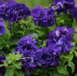 Petunia grandiflora Double Cascade Blue