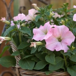 Petunia hybrida Dreams Appleblossom