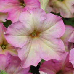 Petunia hybrida Sophistica Antique Shades