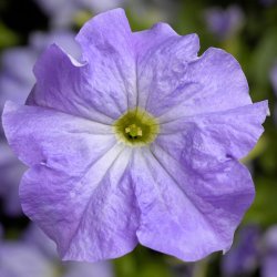 Petunia grandiflora Tritunia Sky Blue