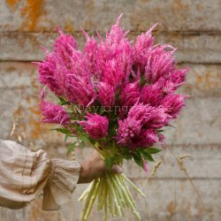 Prince of Wales Feathers Celosia plumosa Bright Pink