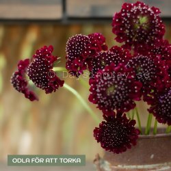 Praktvädd Scabiosa Atropurpurea Black Knight