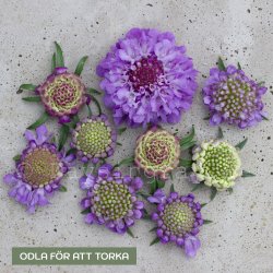 Praktvädd - Scabiosa Atropurpurea Oxford Blue