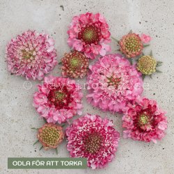 Praktvädd - Scabiosa Atropurpurea Salmon Queen
