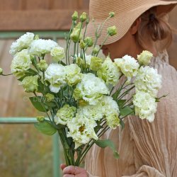 Prärieklocka Lisianthus (Eustoma) grandiflorum Alissa 1 Green