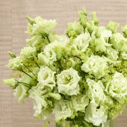 Prärieklocka Lisianthus (Eustoma) grandiflorum Alissa 1 Green