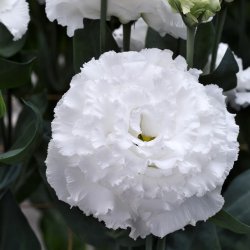 Prärieklocka Eustoma grandiflorum Corelli SU II white