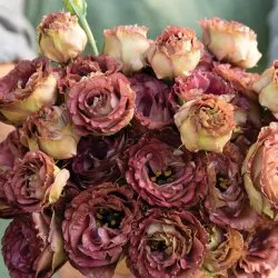 Prärieklocka - Eustoma grandiflorum "Rosanne 3 Brown"