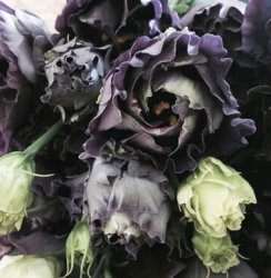 Lisianthus grandiflorum Rosanne Black Pearl