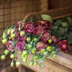 Prärieklocka Eustoma grandiflorum Rosanne 3 Brown