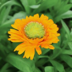 Pot Marigold Calendula officinalis Greenheart Orange