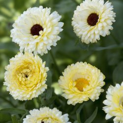 Pot Marigold Calendula officinalis Ivory Princess