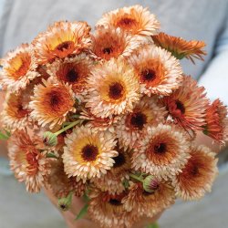 Pot Marigold Calendula officinalis Orange Flash