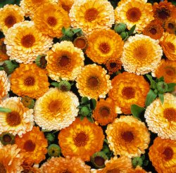 Pot Marigold Calendula officinalis Pink Surprise
