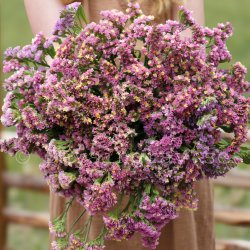 Risp Limonium sinuatum Forever Happy statice