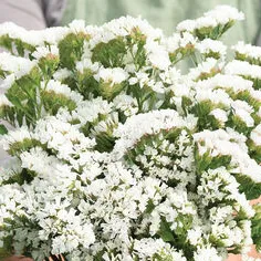 Risp Limonium sinuatum Qis White