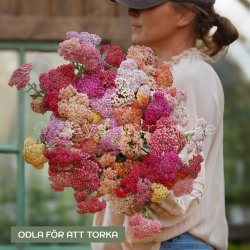 Yarrow Achillea Millefolium Summer Pastels Mix