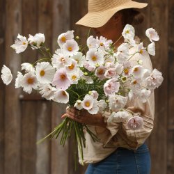 Rosenskära Cosmos Bipinnatus Cupcakes Blush