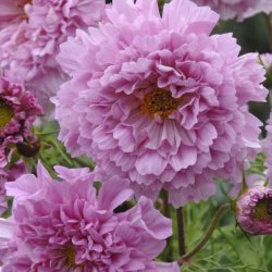 Rosenskära Cosmos bipinnatus Double Click Rose Bonbon