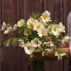 Rosenskära - Cosmos bipinnatus Kiiro