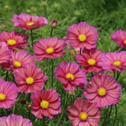 Rosenskära Cosmos bipinnatus Xsenia