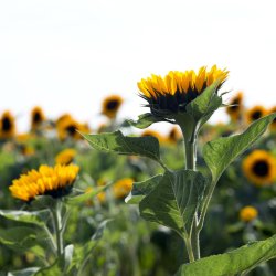 Solros Helianthus annuus Premier Up Orange