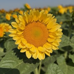 Solros Helianthus annuus Pro Cut Peach Lite