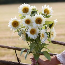 Sunflower Helianthus annuus Pro Cut White Lite
