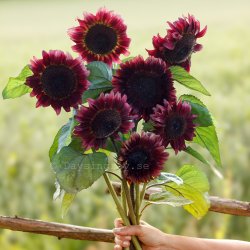 Sunflower Helianthus annuus Pro Cut Red