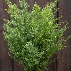 Sommarmalört Artemisia annua Sweet Annie