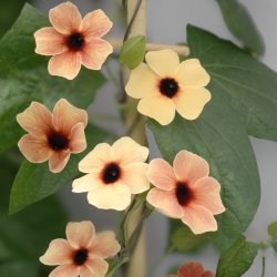 Svartöga Thunbergia alata African Sunset Mixed