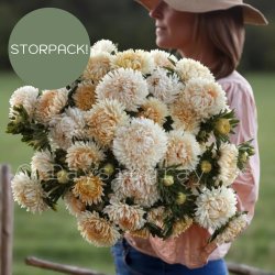 Aster Callistephus chinensis Syringa Champagne