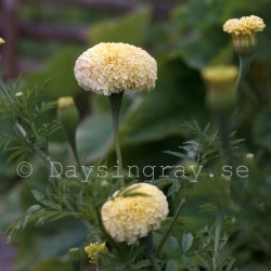 Stor Tagetes erecta White Swan Marigold