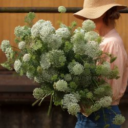 Tandpetarsilja Ammi visnaga Green Mist