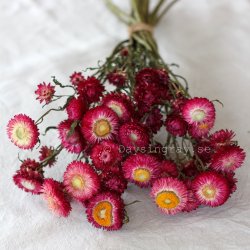 Torkad Jätteeternell Rose