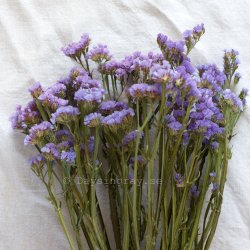 Torkad Risp Pale Blue