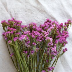 Torkad Risp Rosa