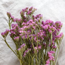 Torkad Risp Rosa/Lila